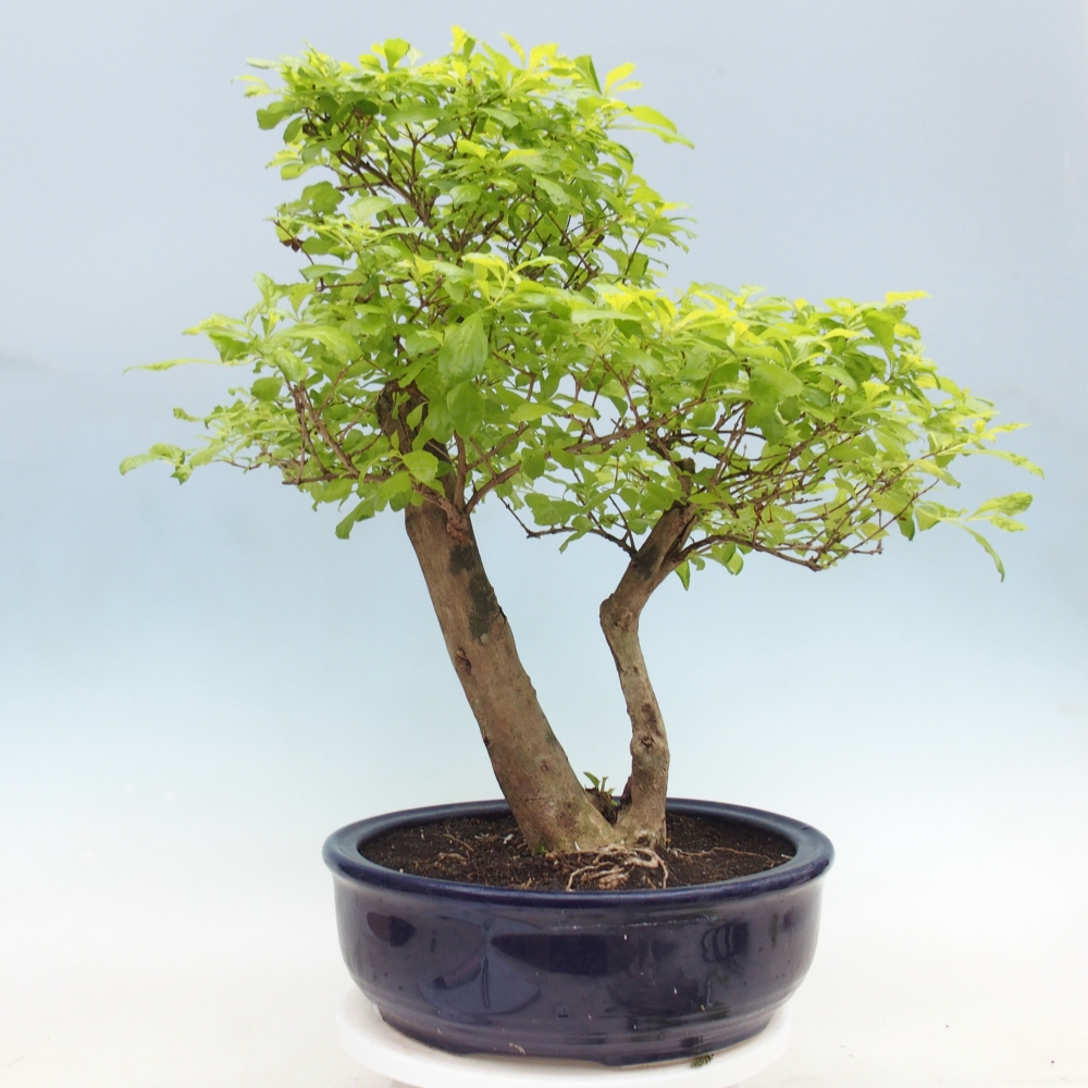 Zimmerbonsai - Duranta erecta Aurea