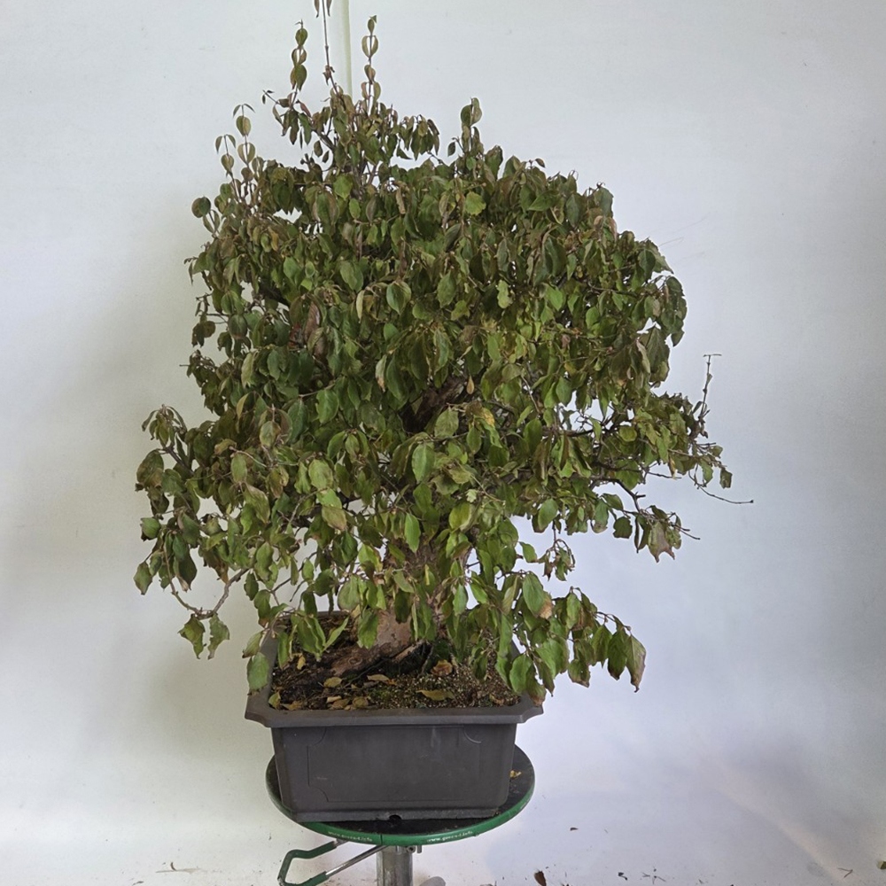 Bonsai Hartriegel für draußen - Cornus Mas