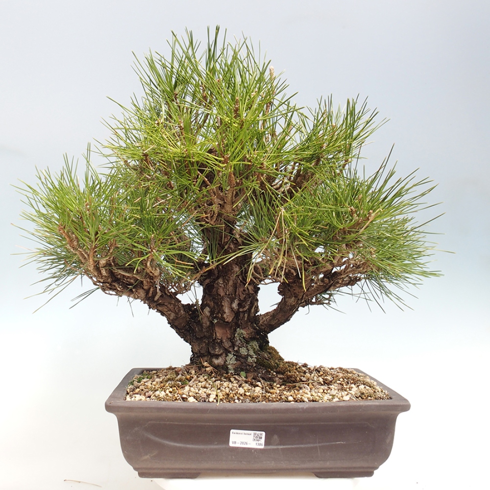 Bonsai für draußen - Pinus thunbergii - Thunberg-Kiefer