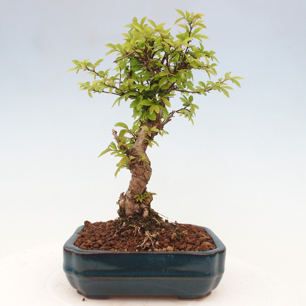 Bonsai im Freien - Zelkova - Zelkova NIRE