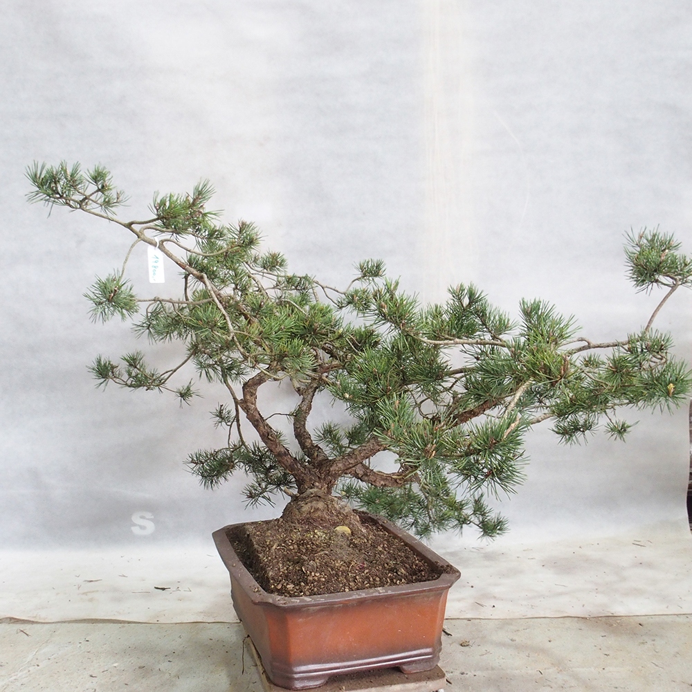 Yamadori - Pinus sylvestris 