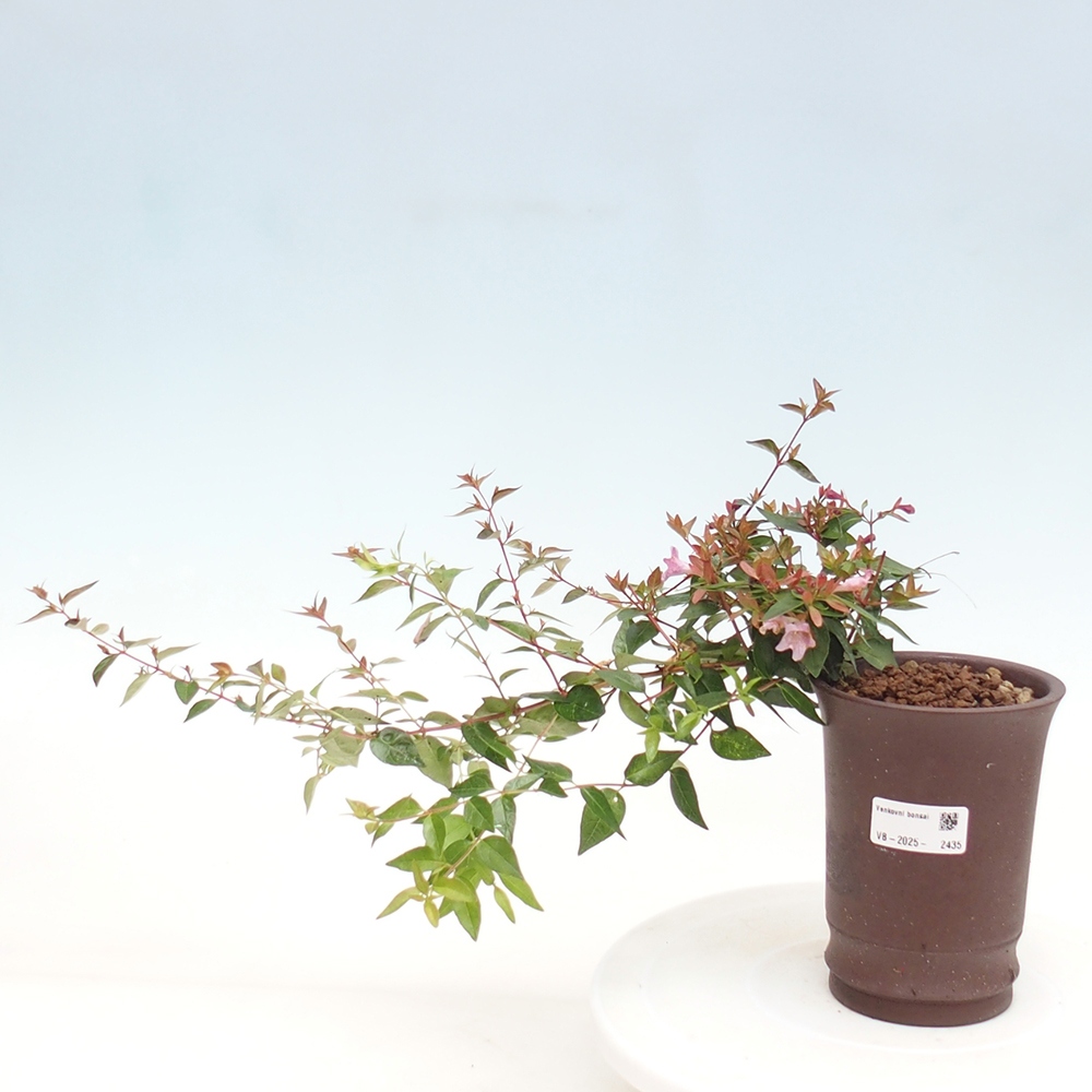 Bonsai im Freien - Abelia Grandiflora - Abelia grandiflora