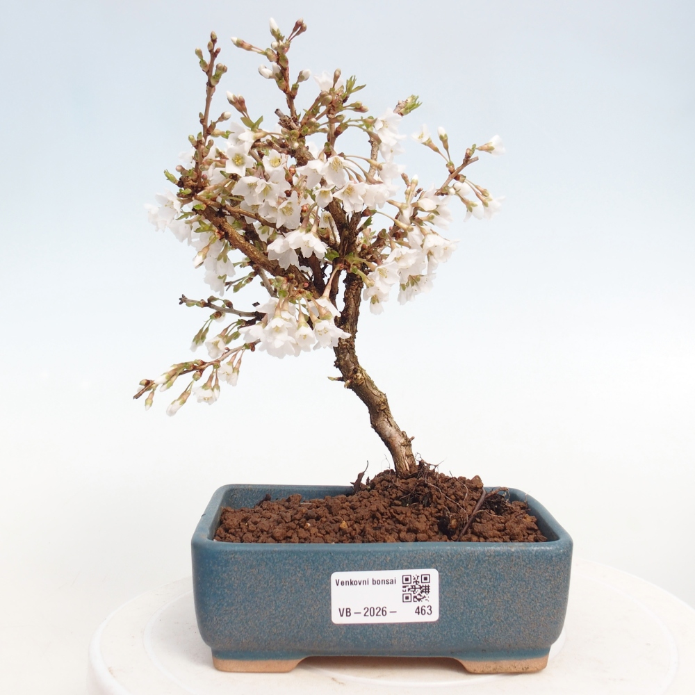 Bonsai für draußen - Prunus incisa Kojou-no mai-Plivon ausgeschnitten