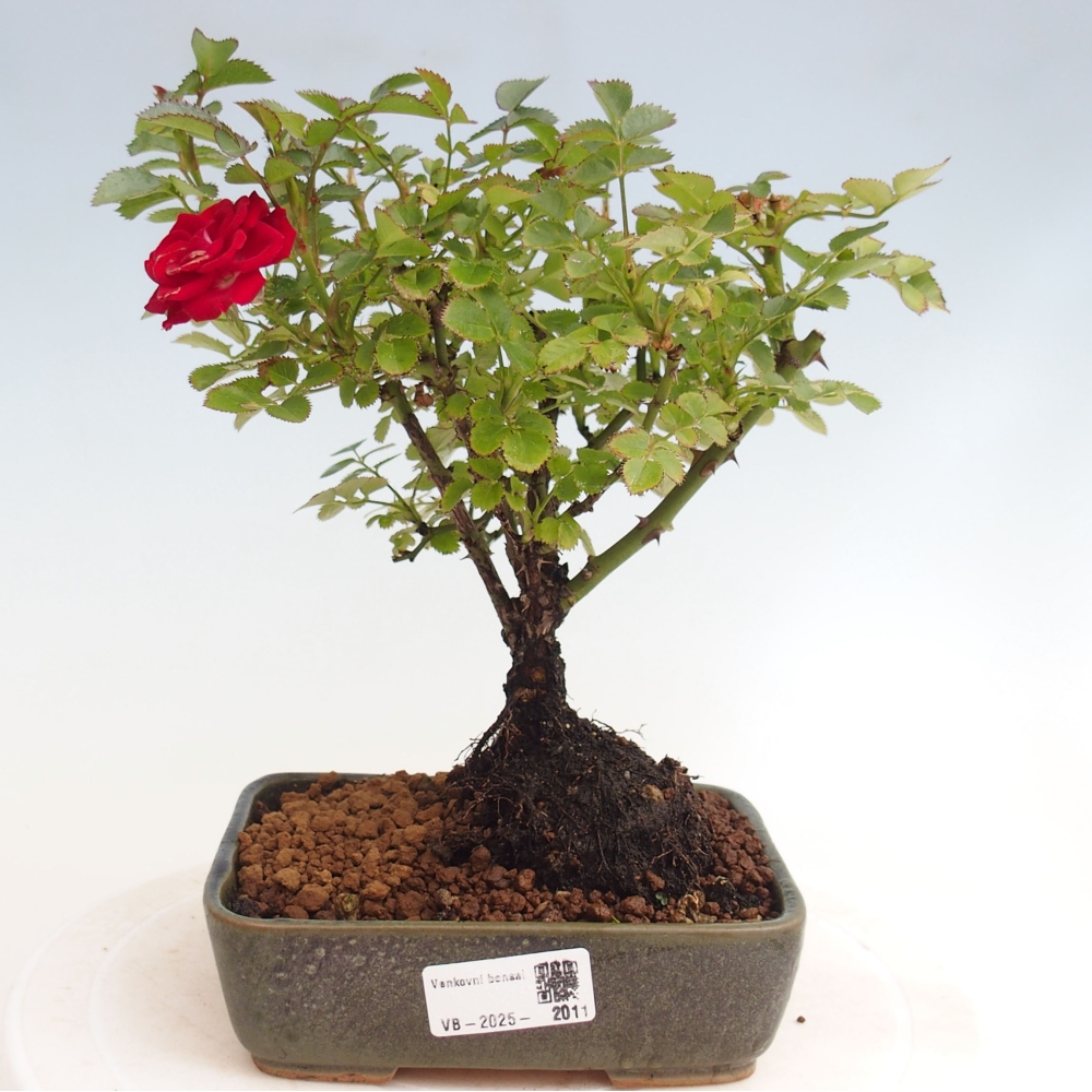 Freilandbonsai - Rosa Kordes -  Rose