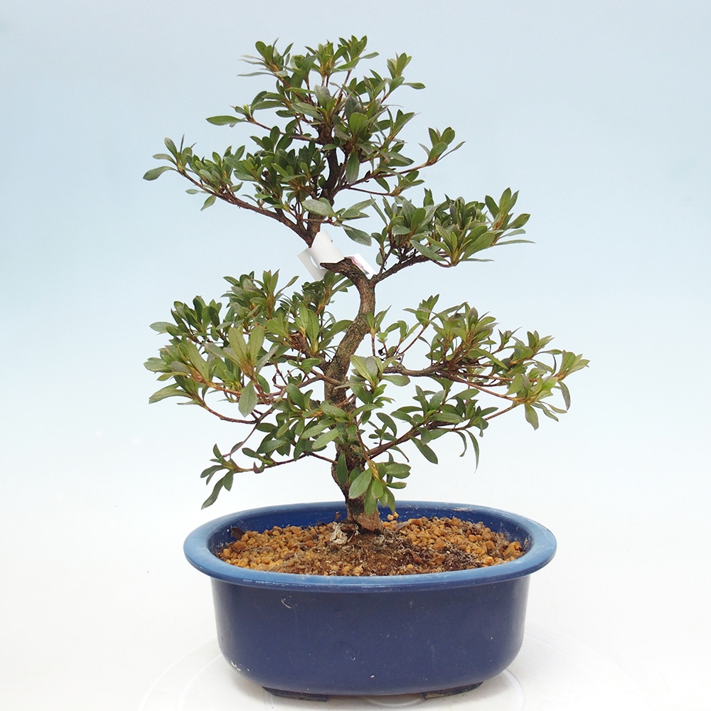 Bonsai für draußen - Japanische Azalee - Azalee Reiko