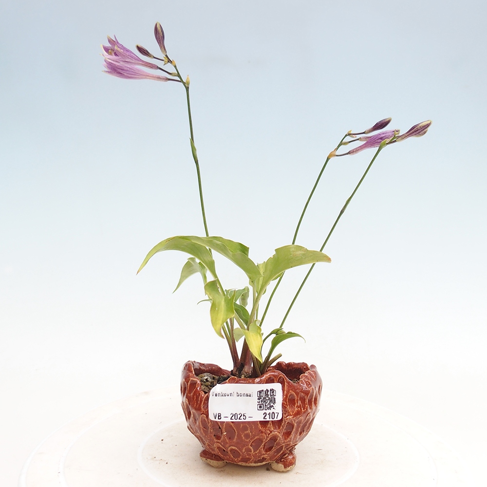 Bonsai im Freien - Mini Hosta - Göttin
