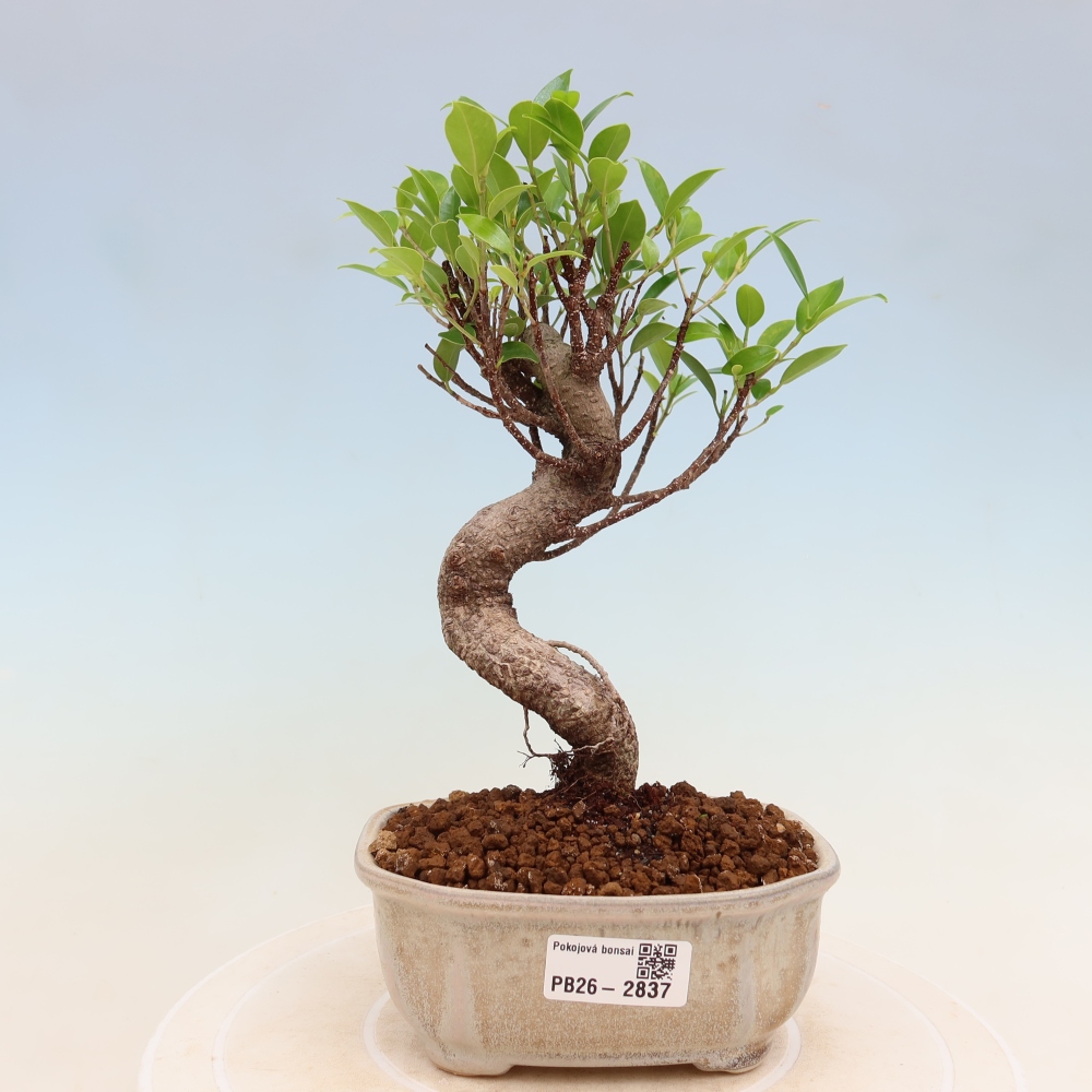 Zimmerbonsai - Ficus kimmen - Kleinblättriger Ficus