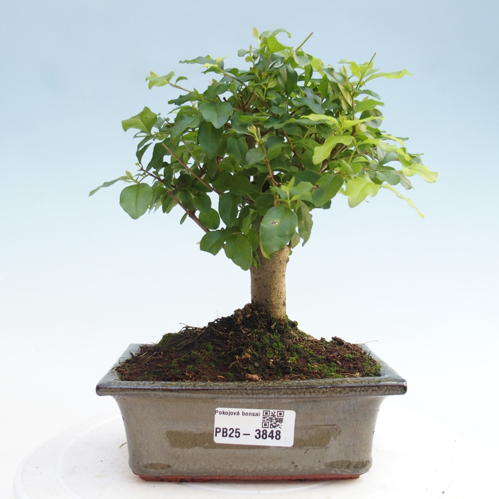 Zimmer Bonsai -Ligustrum chinensis - Vogelschnabel