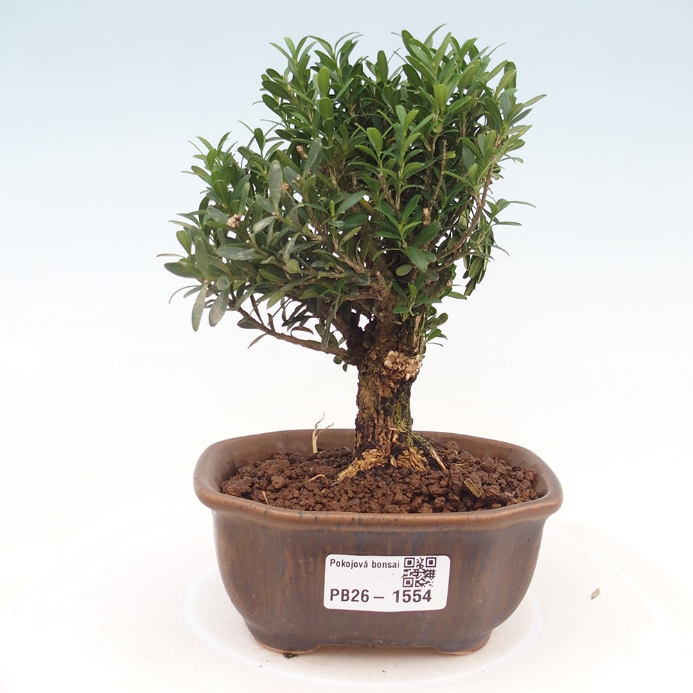 Zimmer Bonsai - Buxus harlandii - Korkbuxus