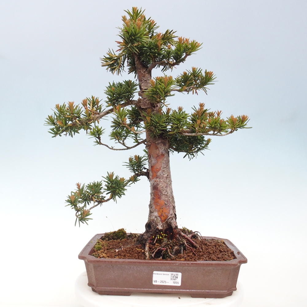 Bonsai im Freien - Taxus cuspidata - Japanische Eibe