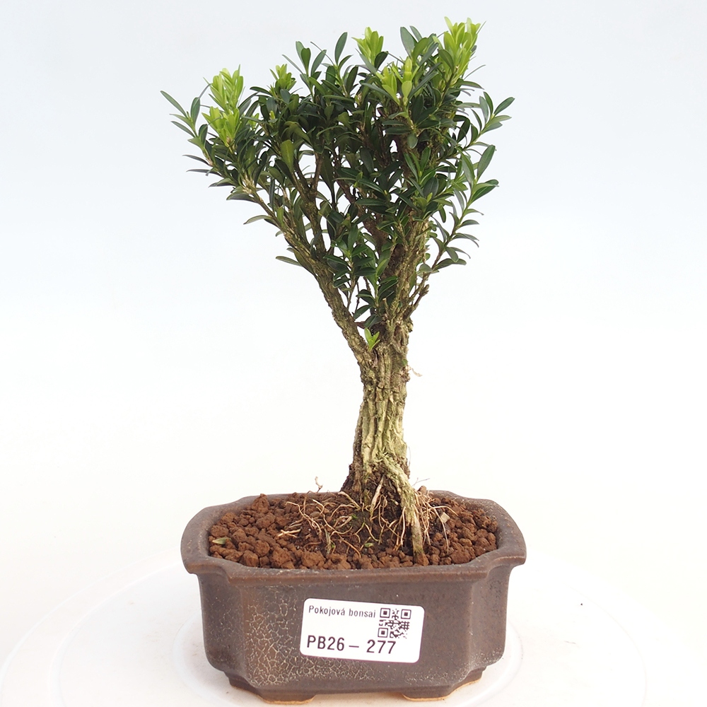 Zimmer Bonsai - Buxus harlandii - Korkbuxus