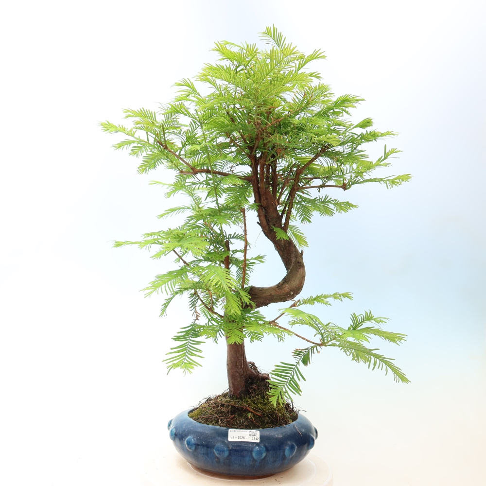 Bonsai für draußen - Metasequoia glyptostroboides - Chinesische Metasequoia