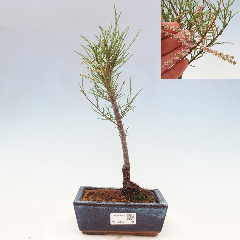 Bonsai im Freien - Tamarix - Tamarix