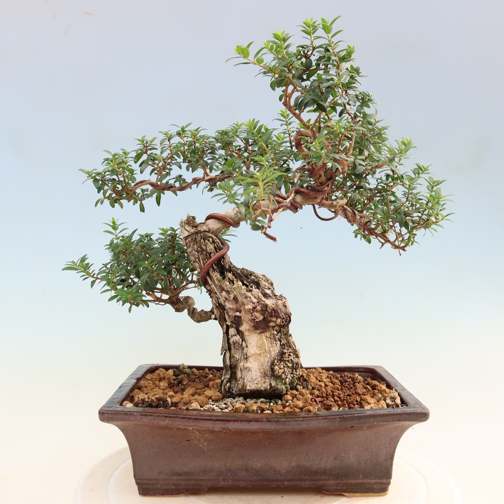 Zimmer Bonsai - Myrtus communis - Myrte