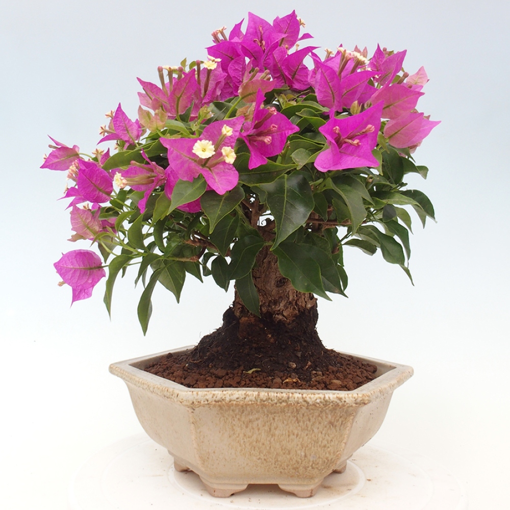 Indoor Bonsai - Bouganwilea