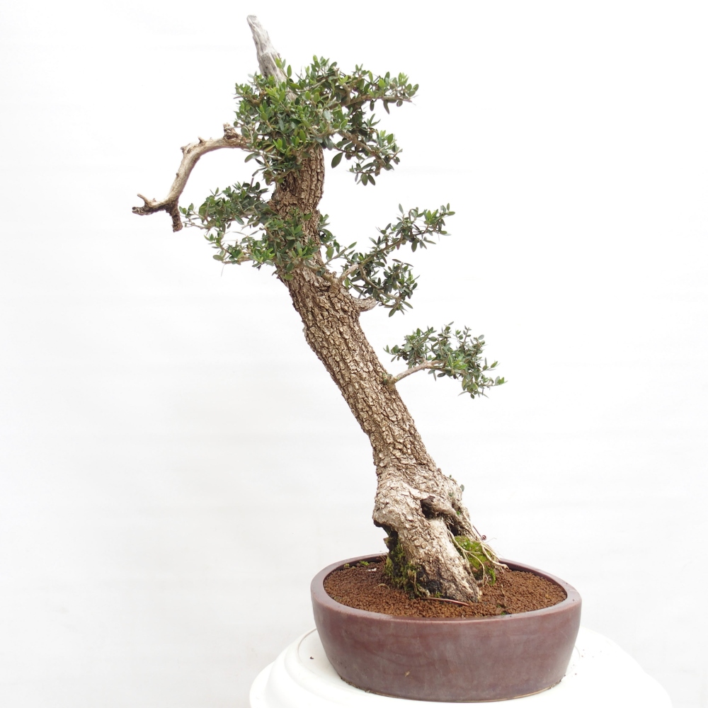 Indoor-Bonsai - Olea europaea sylvestris - Europäisches kleinblättriges Olivenöl