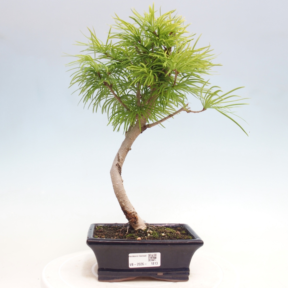 Bonsai für draußen -Pseudolarix amabis-Pseudolarix amabis