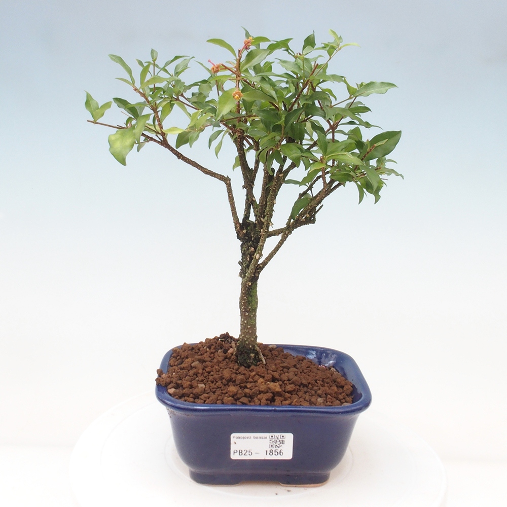 Zimmerbonsai - Malpighia coccigera - Barbdor-Kirsche
