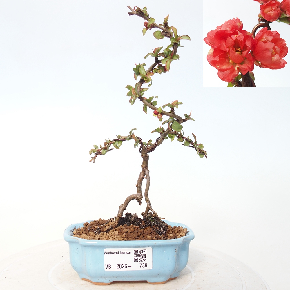 Bonsai für draußen - Chaneomeles s. Red Joy - Quitte