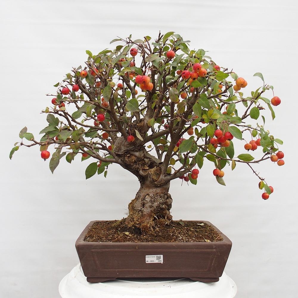 Bonsai im Freien - Malus halliana - Kleinfruchtiger Apfelbaum