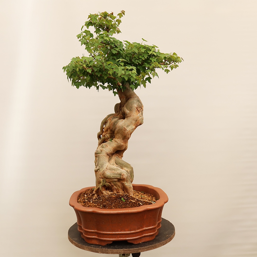 Bonsai für draußen - Ahorn Burger - Acer Burgerianum