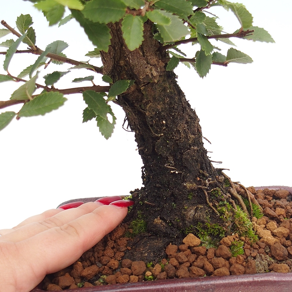 Bonsai im Freien - Zelkova - Zelkova NIRE