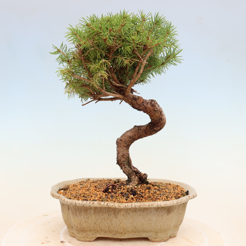 Bonsai für draußen - Fichte - Picea glauca globe