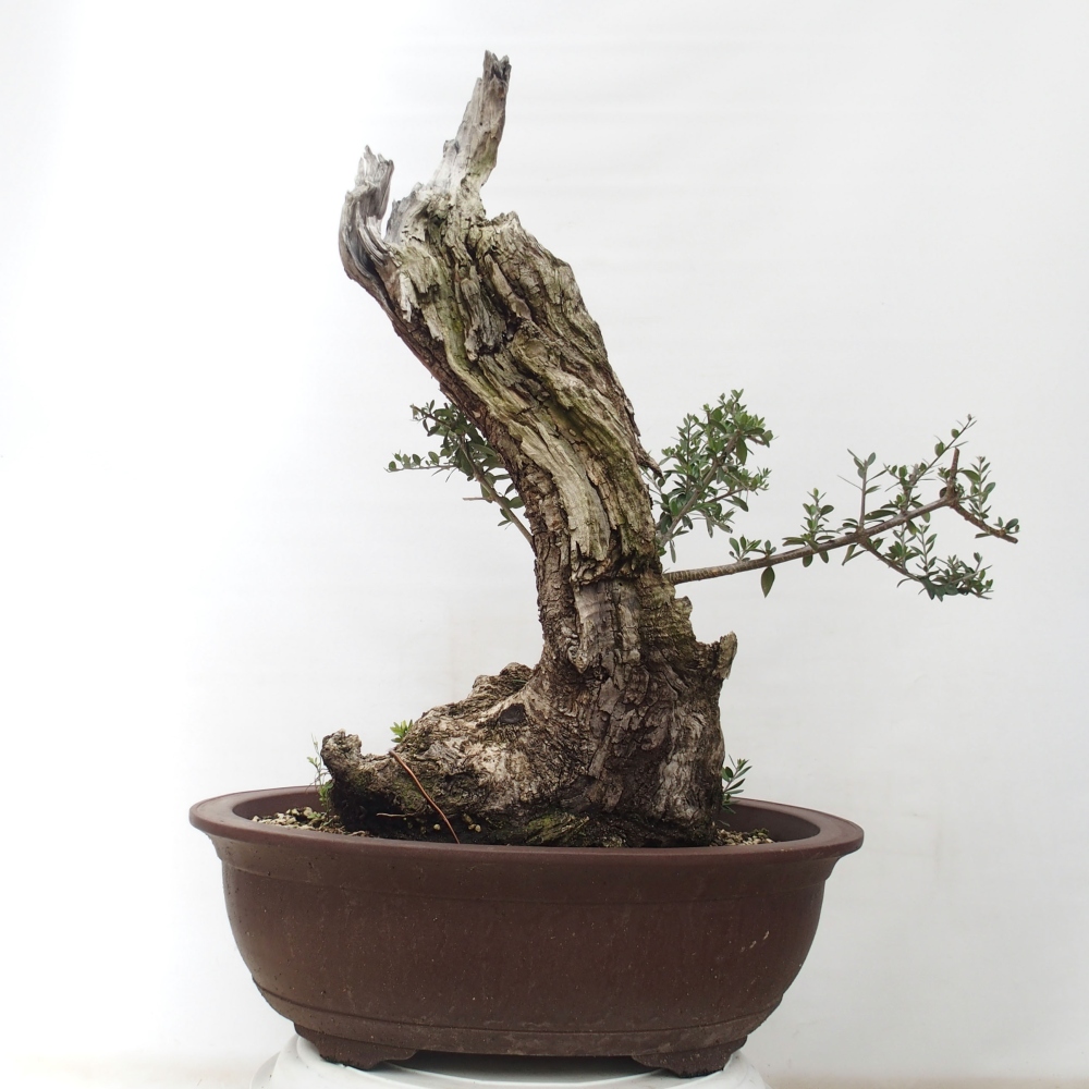 Indoor-Bonsai - Olea europaea sylvestris - Europäisches kleinblättriges Olivenöl