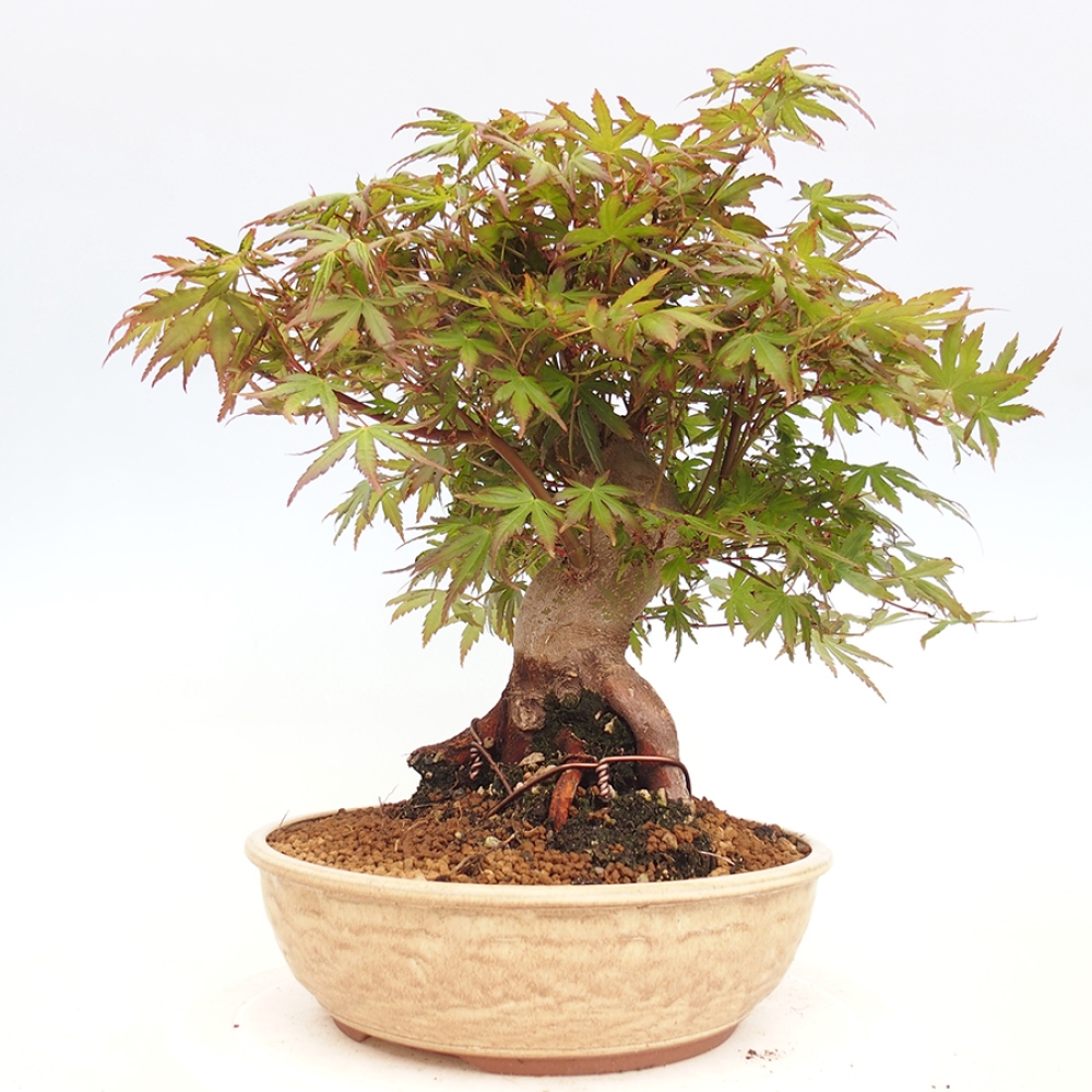 Bonsai im Freien - Acer palmatum - Auburn Ahorn