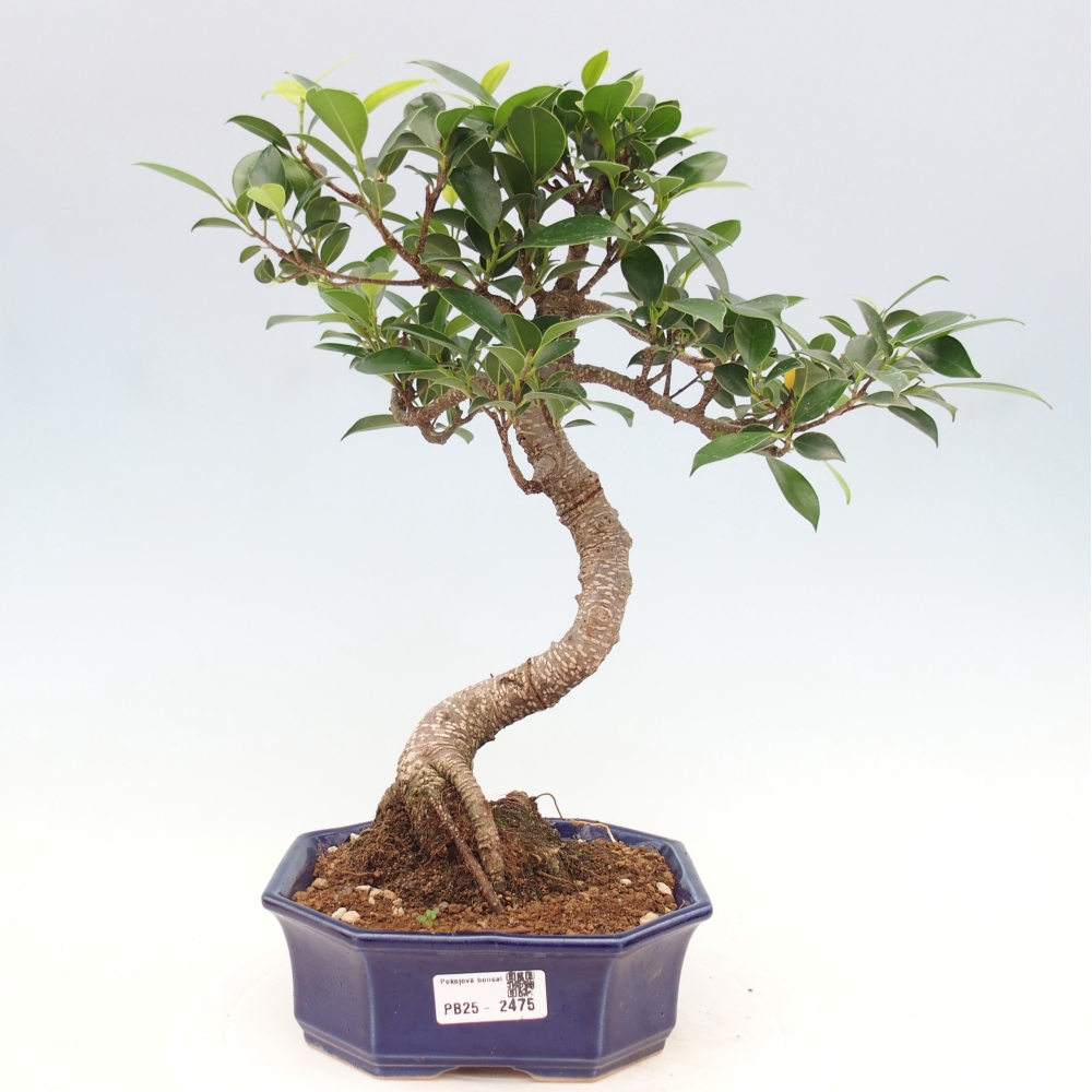 Indoor-Bonsai - Ficus retusa - kleiner Ficus