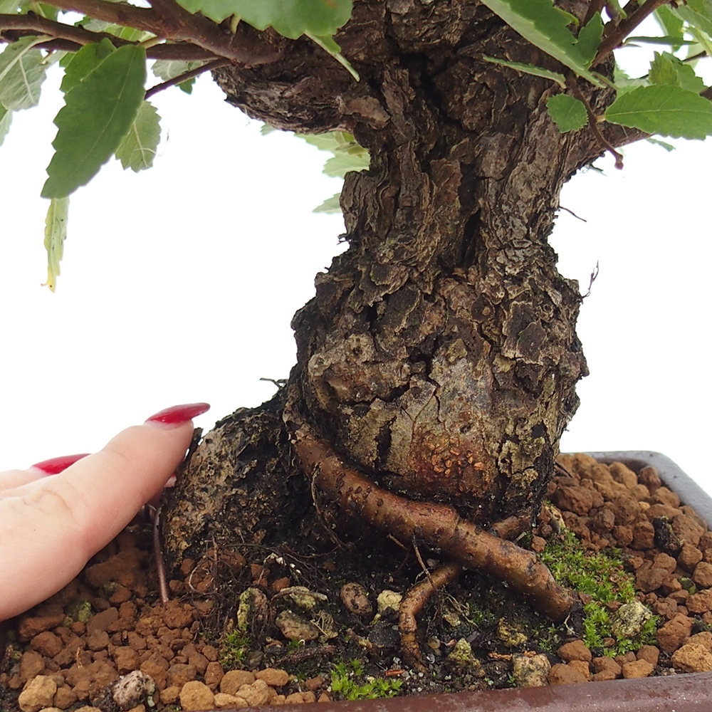 Bonsai im Freien - Zelkova - Zelkova serrata