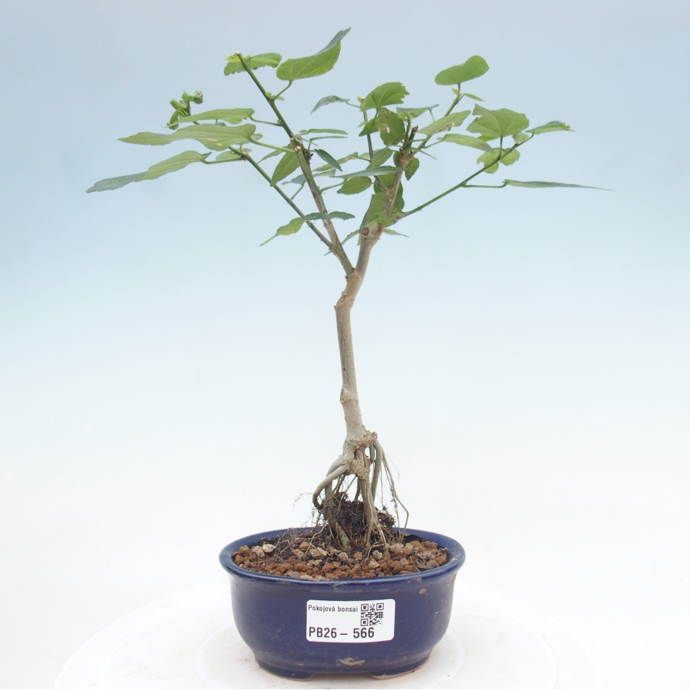 Zimmerbonsai - Malvaviscus arboreus