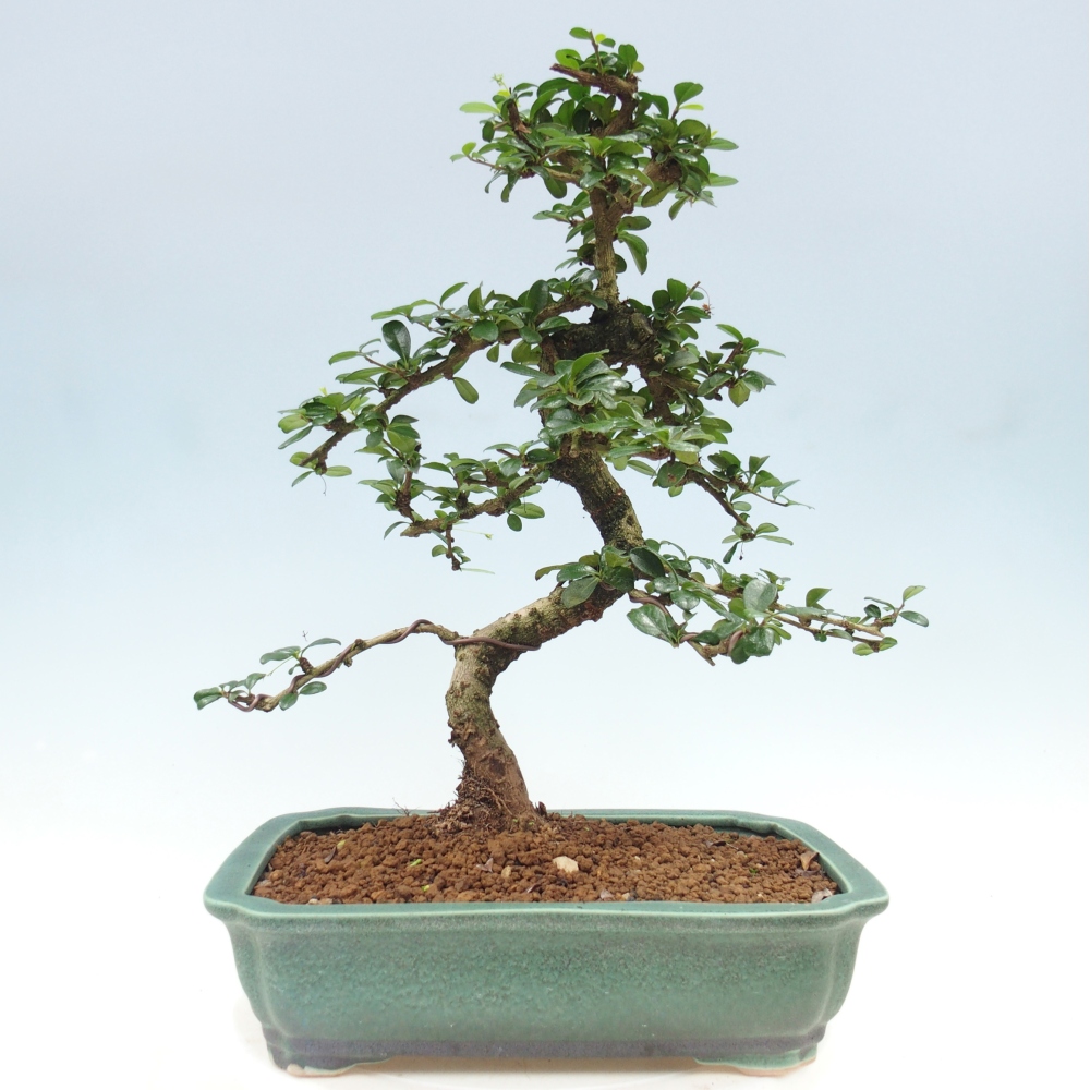 Zimmer-Bonsai - Carmona macrophylla - Tee-Fuki