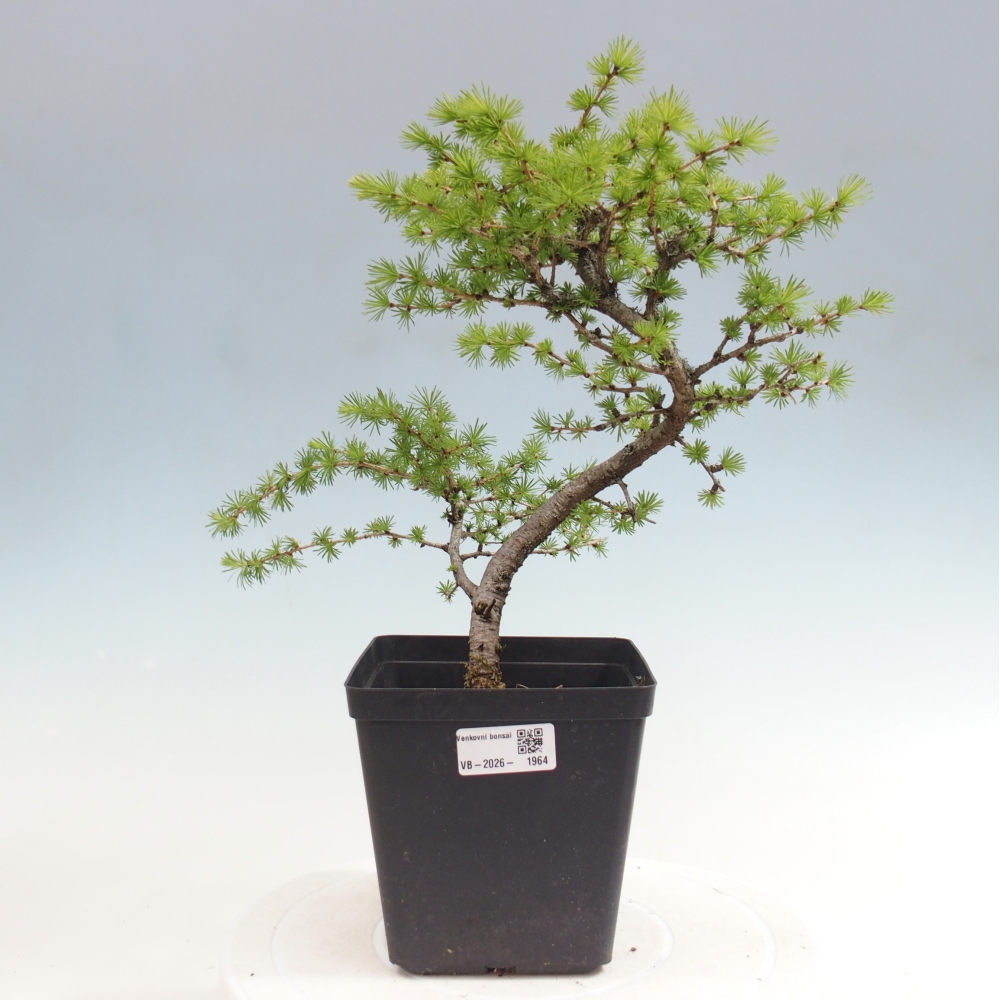 Bonsai für draußen -Larix decidua - Lärche