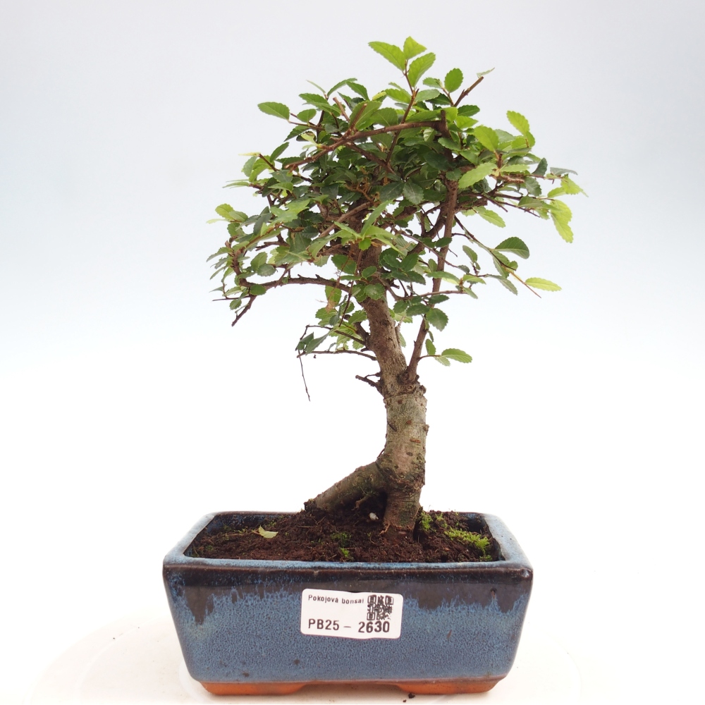 Zimmerbonsai - Ulmus parvifolia - Kleinblättrige Ulme