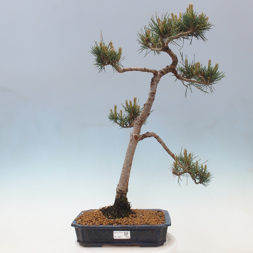 Bonsai im Freien - Pinus Sylvestris - Waldkiefer