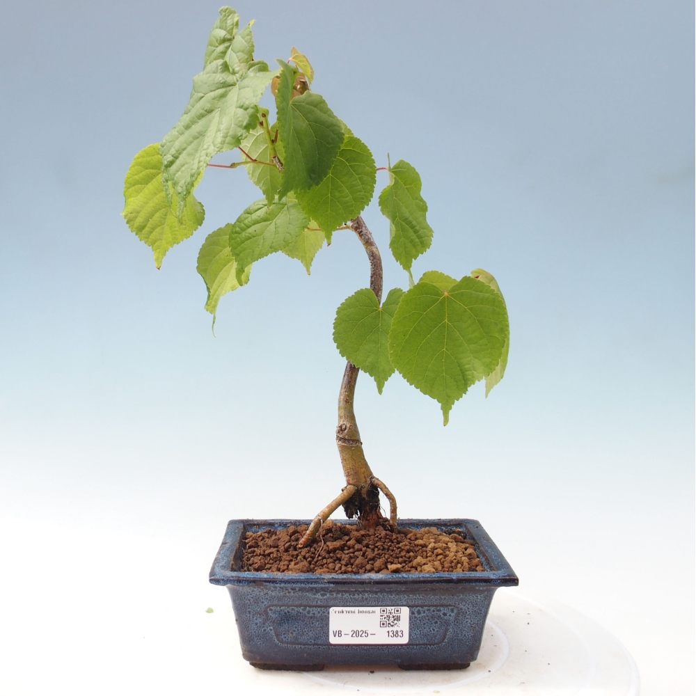 Outdoor-Bonsai - Linden - Tilia cordata