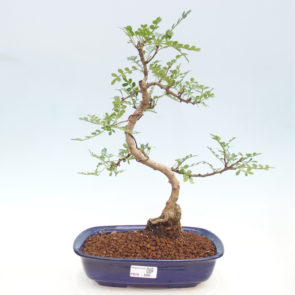 Zimmer Bonsai - Zantoxylum piperitum - Pfefferbaum