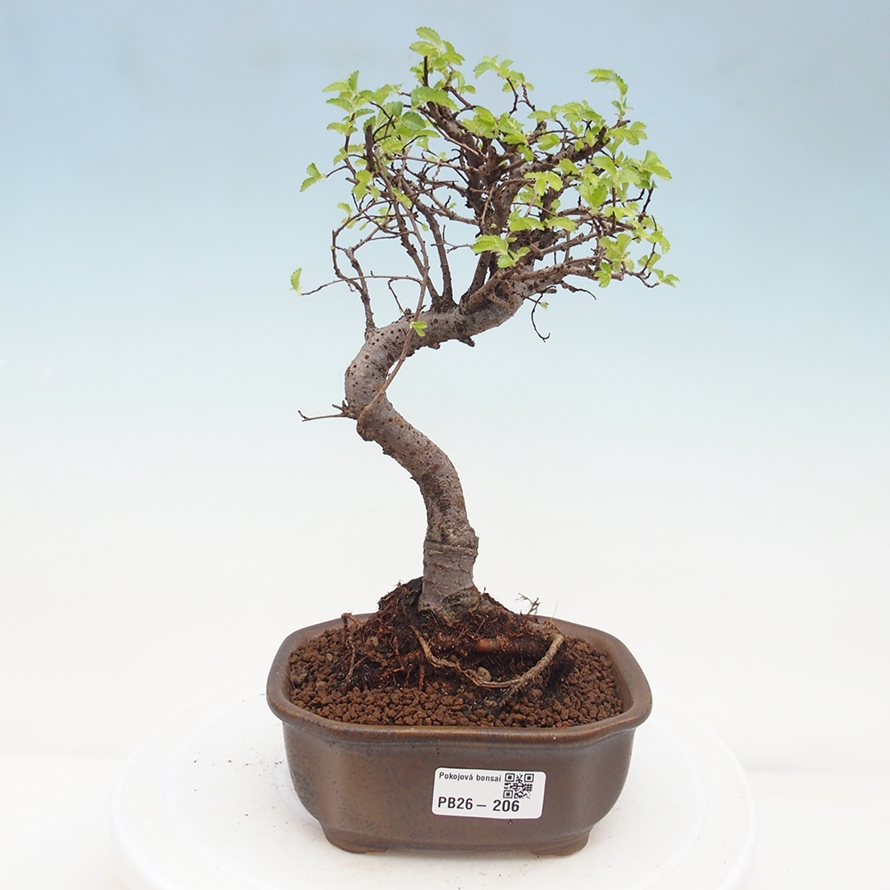 Zimmerbonsai - Ulmus parvifolia - Kleinblättrige Ulme