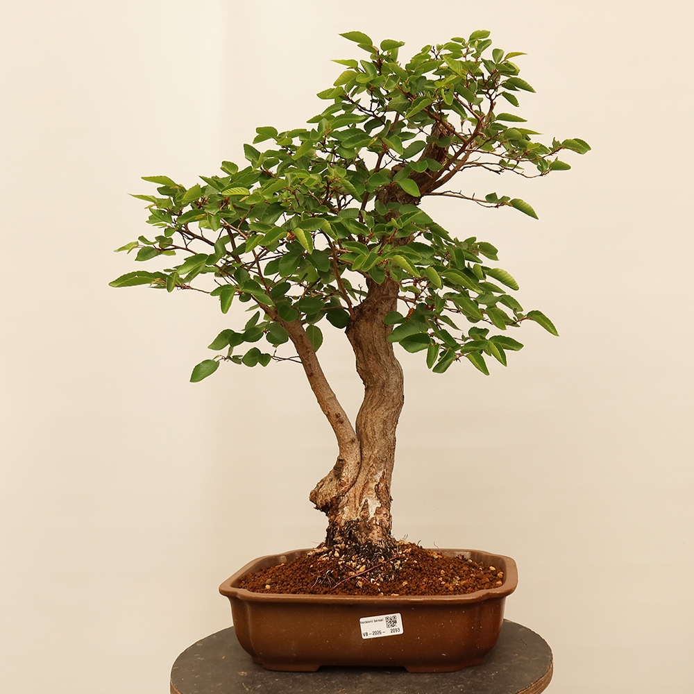 Bonsai im Freien - Carpinus Coreana - Koreanische Hainbuche