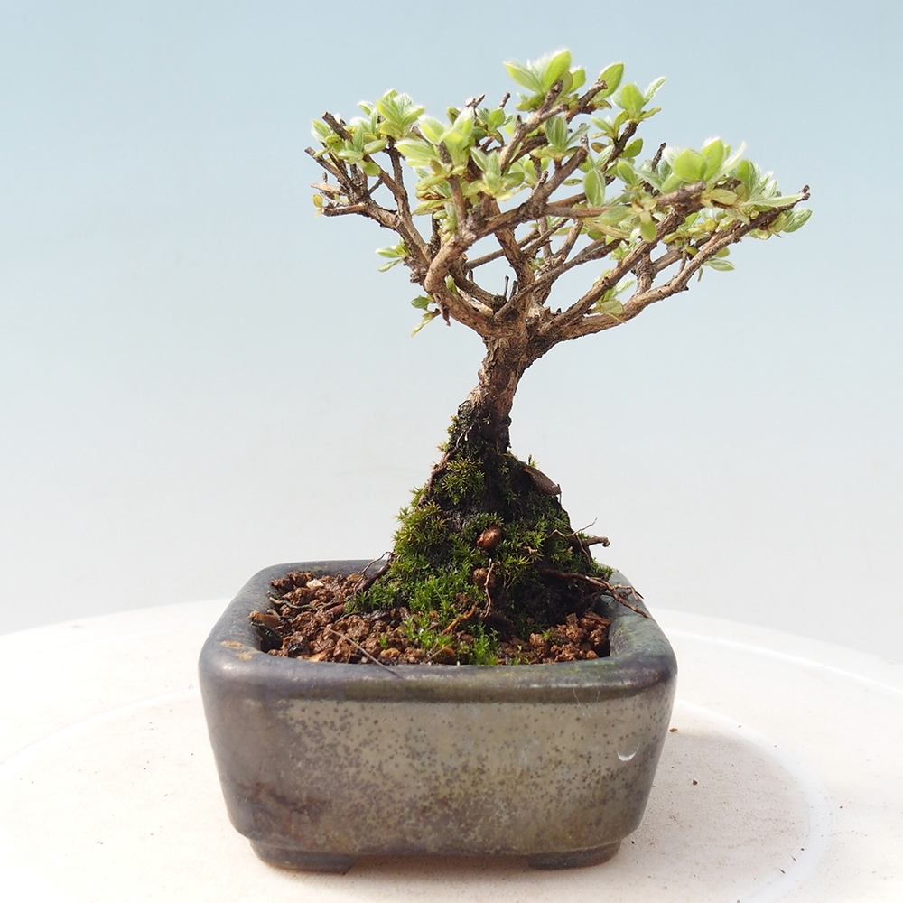 Outdoor-Bonsai - Rododendron indicum - Japanische Azalee