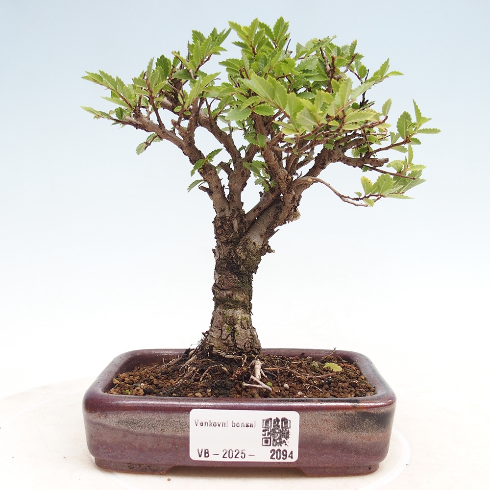 Bonsai im Freien - Zelkova - Zelkova NIRE