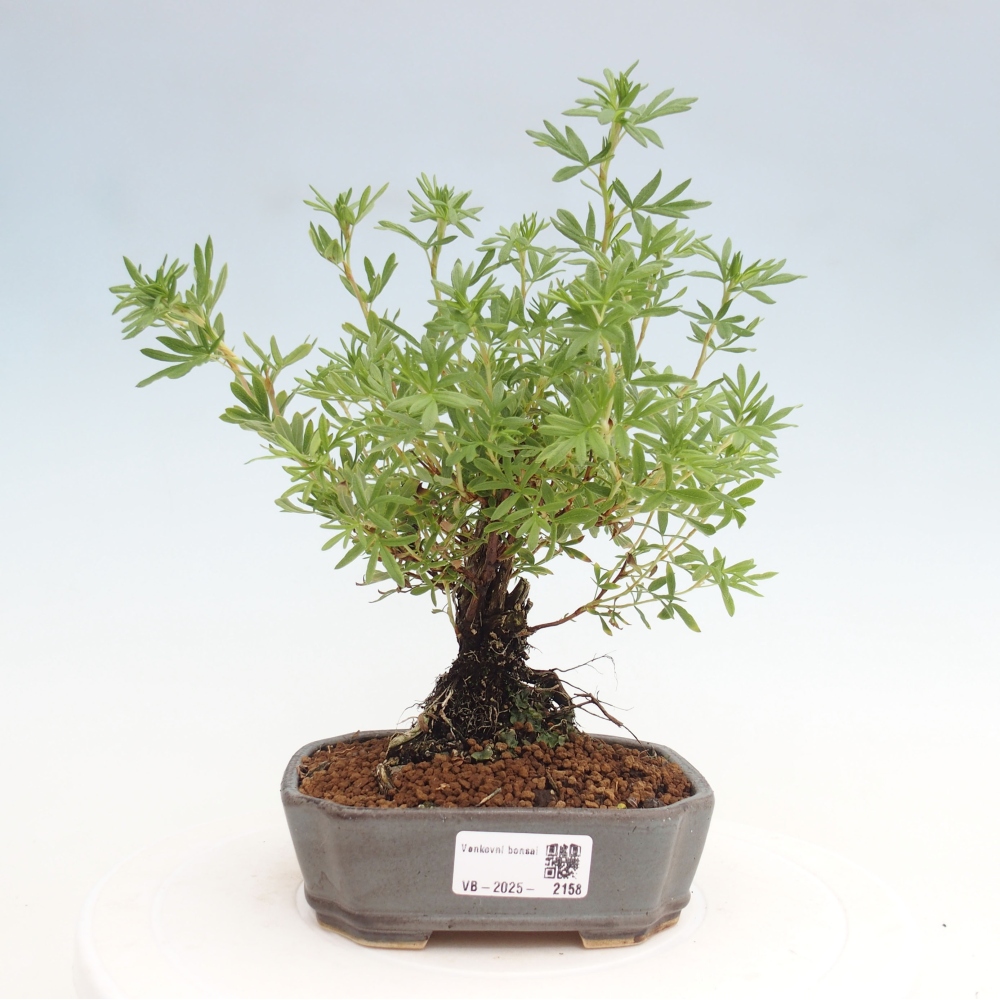 Outdoor-Bonsai-Fingerkraut - Potentila fruticosa gelber Vogel
