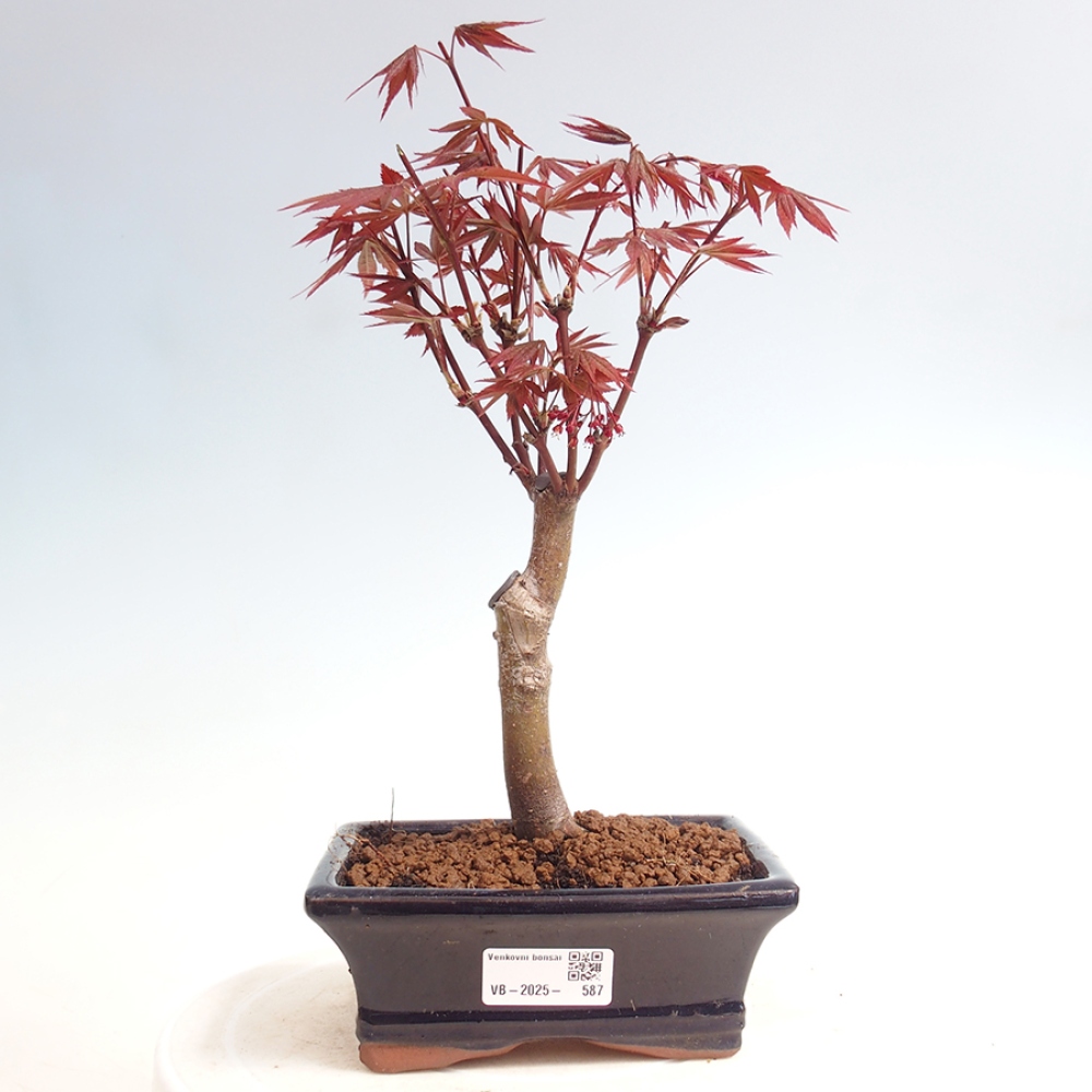Bonsai im Freien - Acer-Palme. Atropurpureum-Palmenblatt-Ahorn