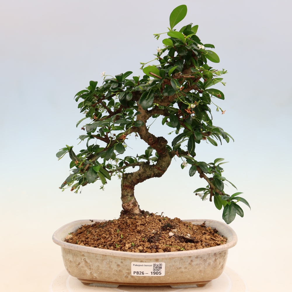 Zimmer-Bonsai - Carmona macrophylla - Tee-Fuki