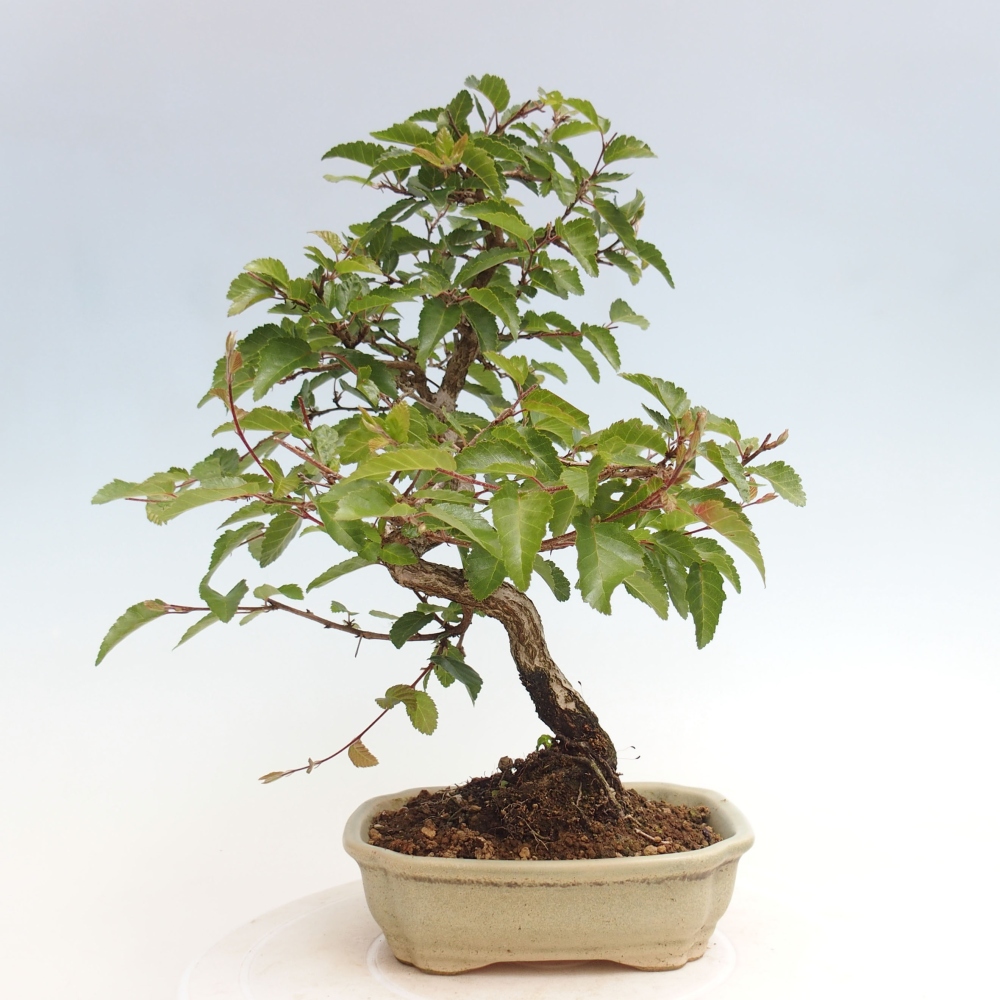 Bonsai im Freien -Carpinus CARPINOIDES - Koreanische Hainbuche