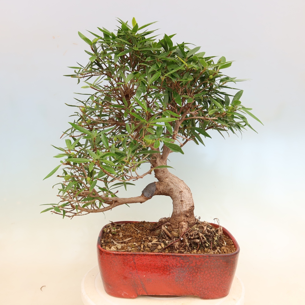 Zimmerbonsai - Ficus nerifolia - Kleinblättriger Ficus