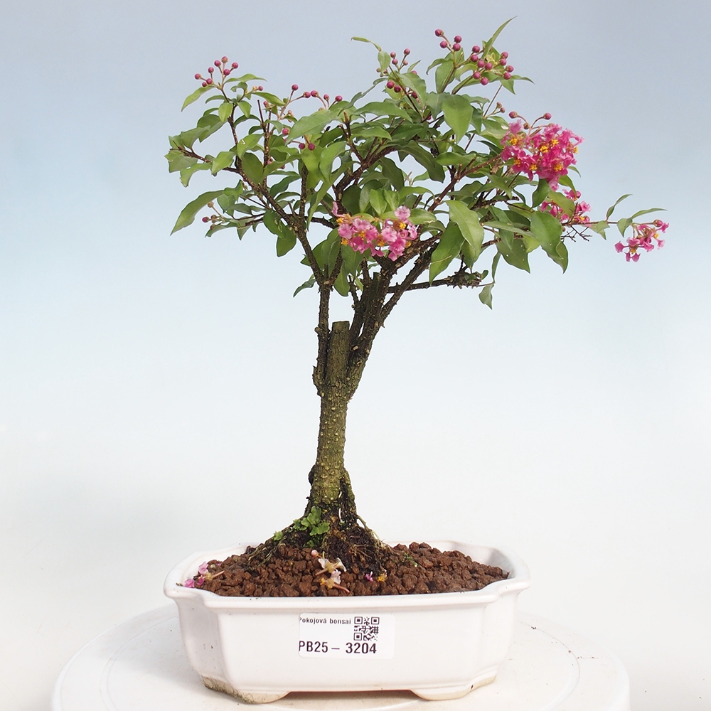 Zimmerbonsai - Malpighia coccigera - Barbdor-Kirsche