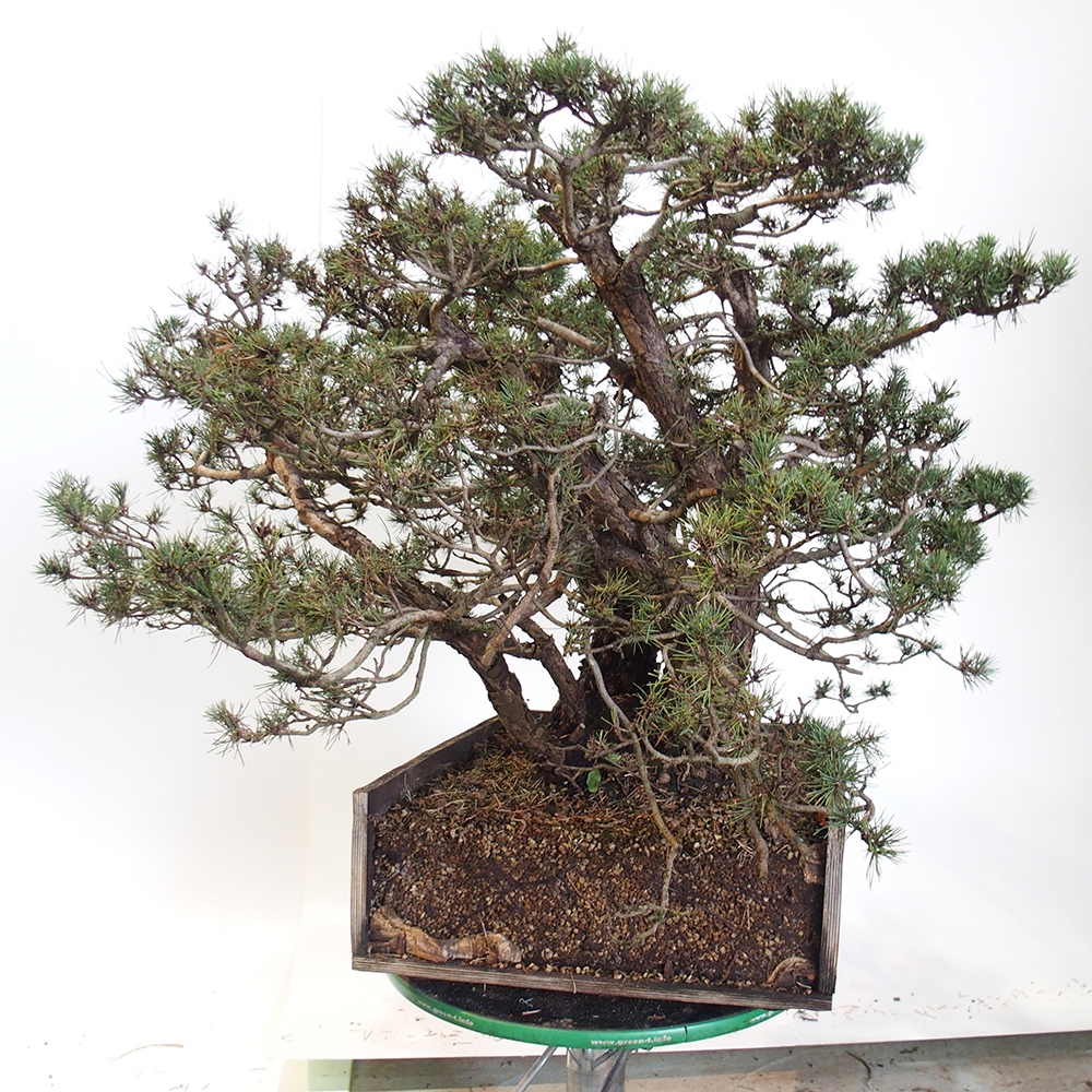 Yamadori - Pinus sylvestris Spanien