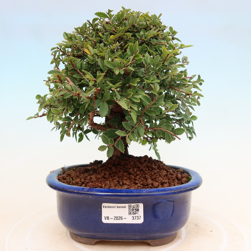 Bonsai für draußen - Zelkova - Zelkova NIRE